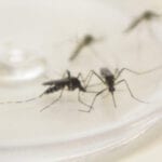 casos de dengue em queda no pr explicacao esta mais no sorotipo do que no mosquito