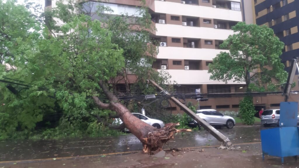 Temporal em Londrina derruba mais de 30 árvores e deixa 10 mil sem luz 2 WhatsApp Image 2021 09 14 at 19.20.49