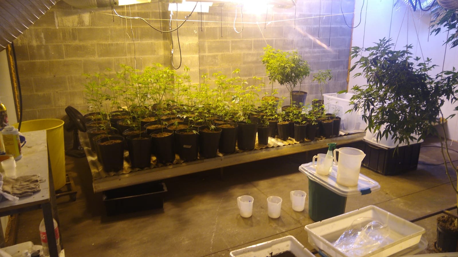 Polícia Federal descobre estufa clandestina de maconha em Cambé 2 WhatsApp Image 2022 01 13 at 10.51.02