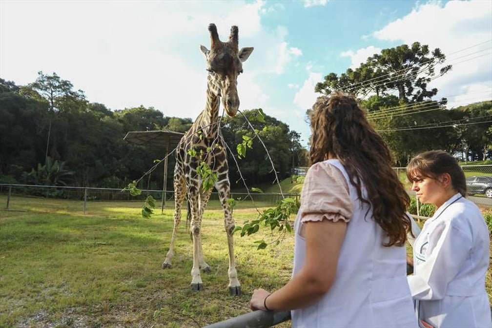 Girafa mais velha do Brasil morre no zoológico de Curitiba 2 girafa