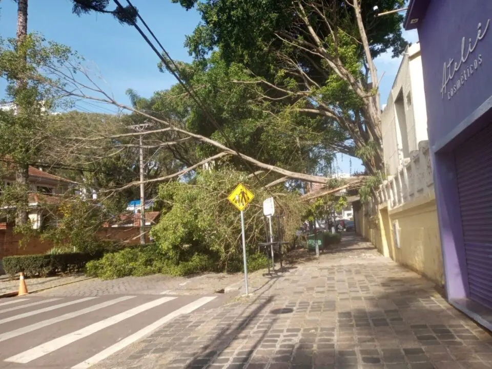 queda arvore no batel