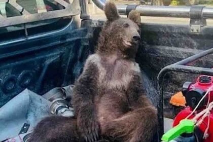 urso doidao mel