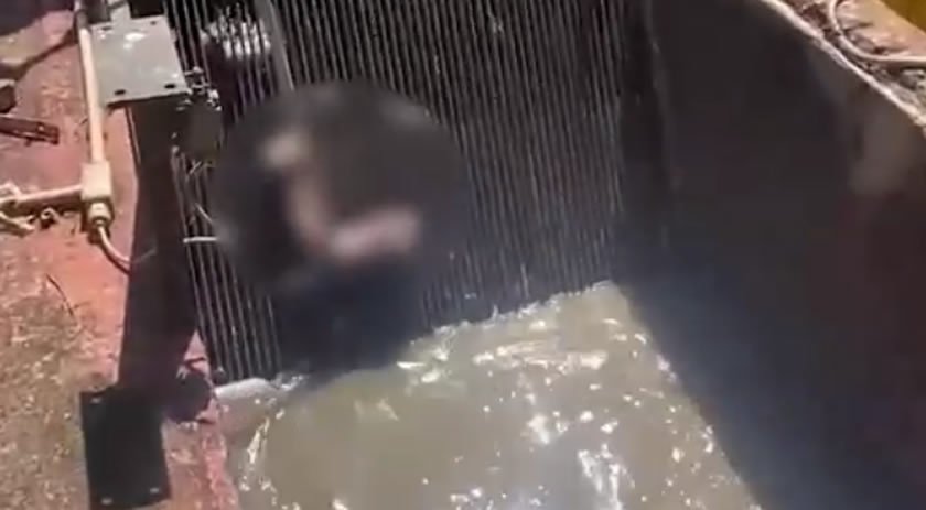 Após encontrar braços, polícia busca resto do corpo de homem em Londrina 2 eZ8FBTFaEmVlyAbWoazt6EJsP6hqw7YasT0hyDwN