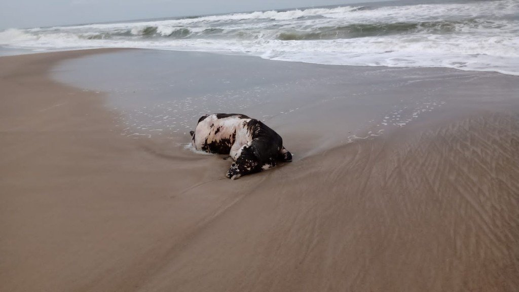 tres vacas sao encontradas boiando no mar em guaratuba 638cc2294b6ba