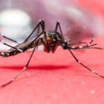 202110 drauzio conscientizacao e prevencao completa sao fundamentais para controlar os problemas causados pela dengue no Brasil 1200x676 teptong