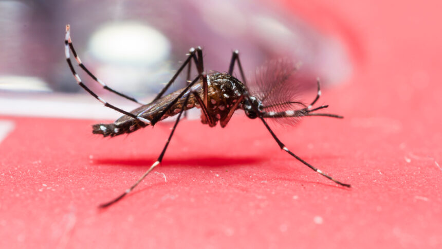 202110 drauzio conscientizacao e prevencao completa sao fundamentais para controlar os problemas causados pela dengue no Brasil 1200x676 teptong