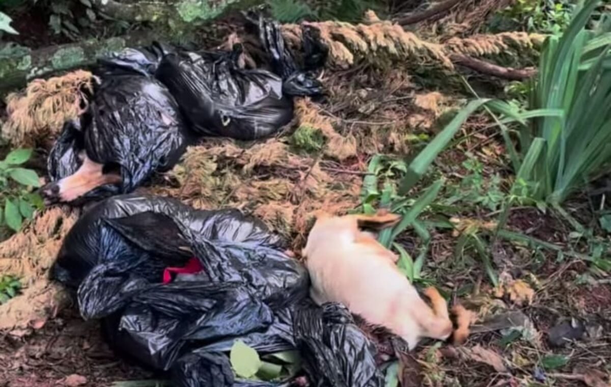 Bode sem cabeça encontrado em Londrina choca vereadores da causa animal 2 IMG24H 1200 × 650 px 2023 06 02T151800.825