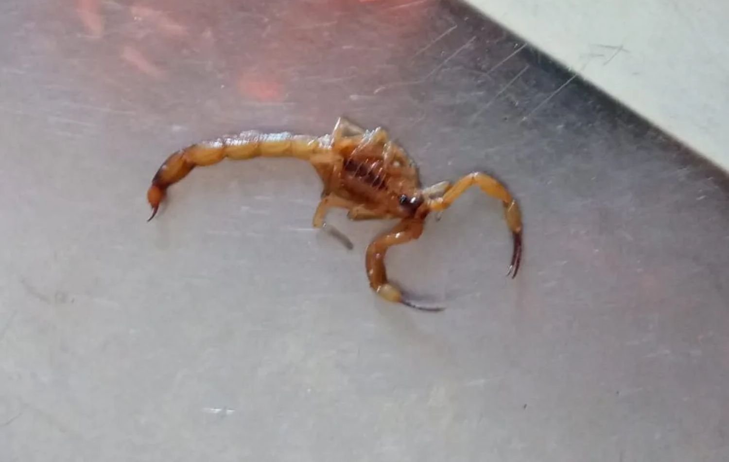 Menina é internada após ser picada por escorpião em creche de Maringá 1 IMG24H 1200 × 650 px 2023 06 16T114134.105