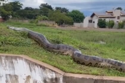 cobra