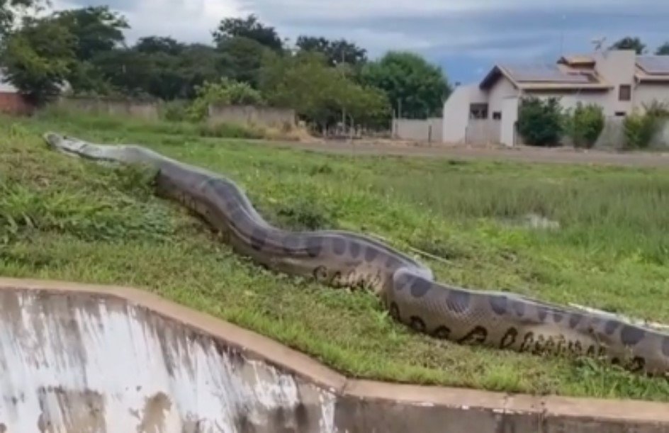 cobra